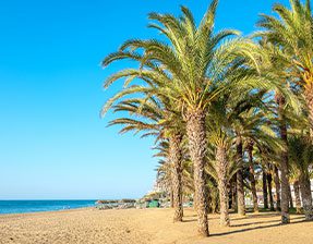 palm fringed beach in torremolinos