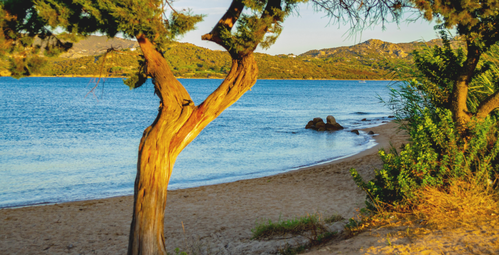 trees alng the shoreline at a cove near to cannigione