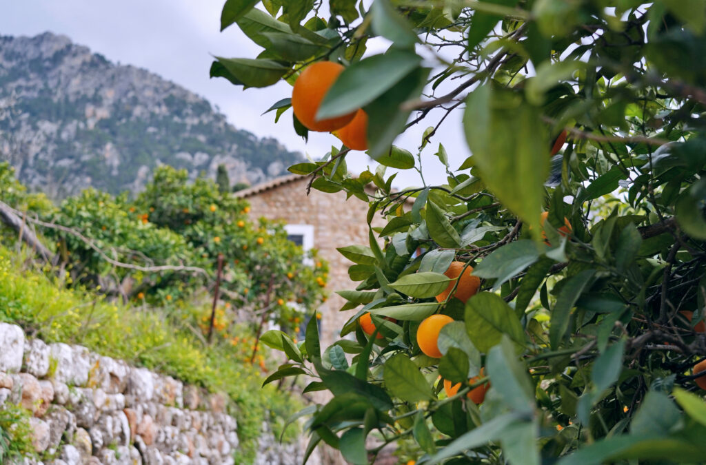 stunning orange groves which the vintage railway passes through