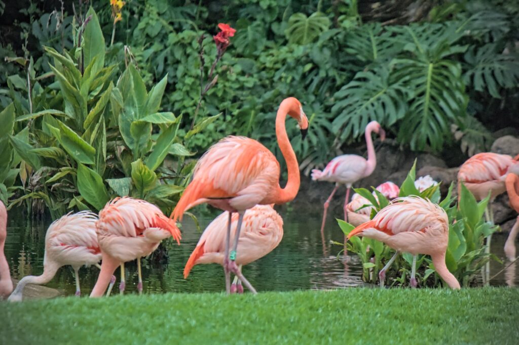 Colourful pink flamingos infront of a lake
